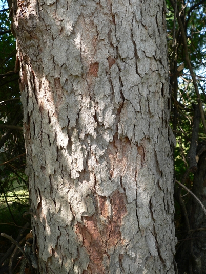 {Sapindus saponaria}